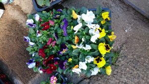 秋冬の花々 お知らせ 園芸 お花好きのためのお店 村仙花園