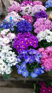 早春の花々 お知らせ 園芸 お花好きのためのお店 村仙花園