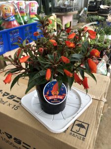 冬の始まり お知らせ 園芸 お花好きのためのお店 村仙花園